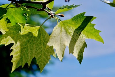 Platanus x hispanica 'Suttneri' - platan javorolistý - listy